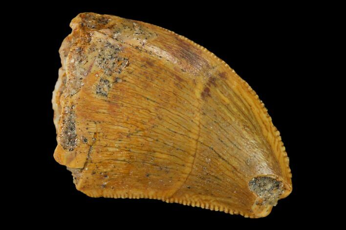 Serrated, Juvenile Carcharodontosaurus Tooth - Morocco #140668